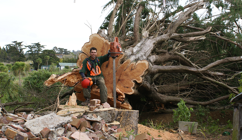 Tree Removal and Replanting: How to Replace Removed Trees Responsibly