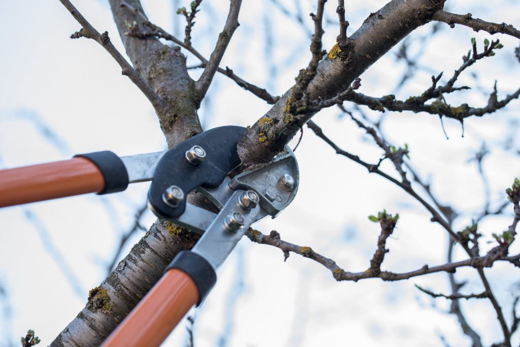 The Importance Of Regular Tree Pruning