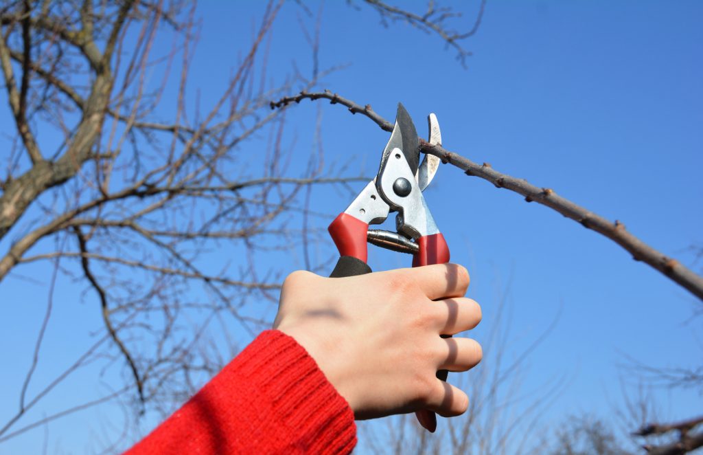Tree Pruning in Winter – The Ultimate Guide