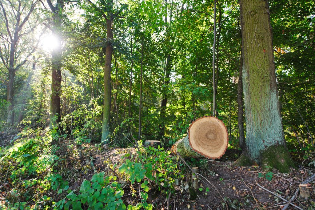 Tree felling: When do you need permission?